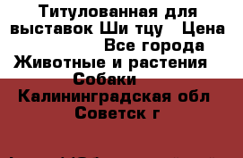 Титулованная для выставок Ши-тцу › Цена ­ 100 000 - Все города Животные и растения » Собаки   . Калининградская обл.,Советск г.